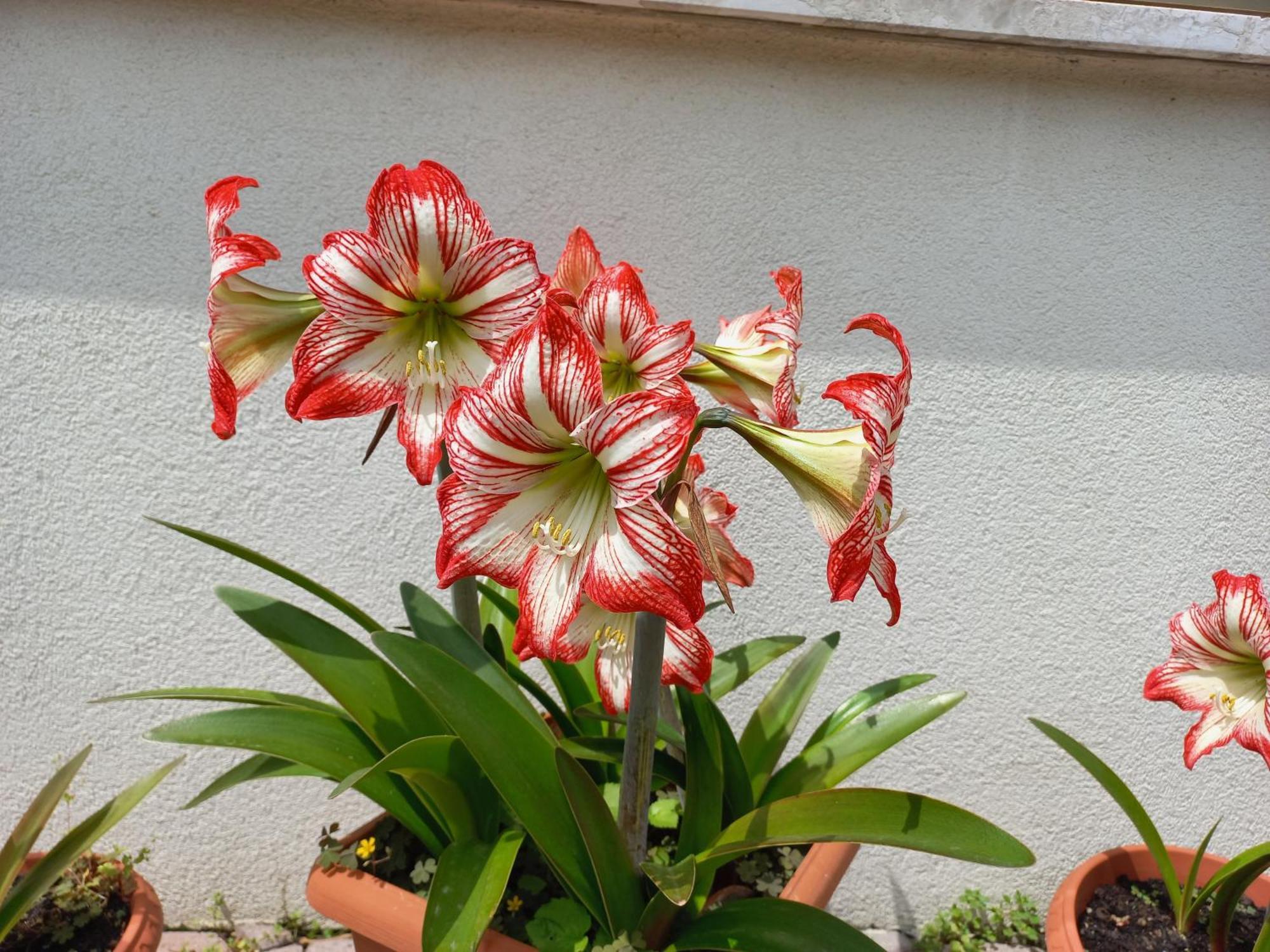 Appartamento Le Magnolie Mestre Dış mekan fotoğraf