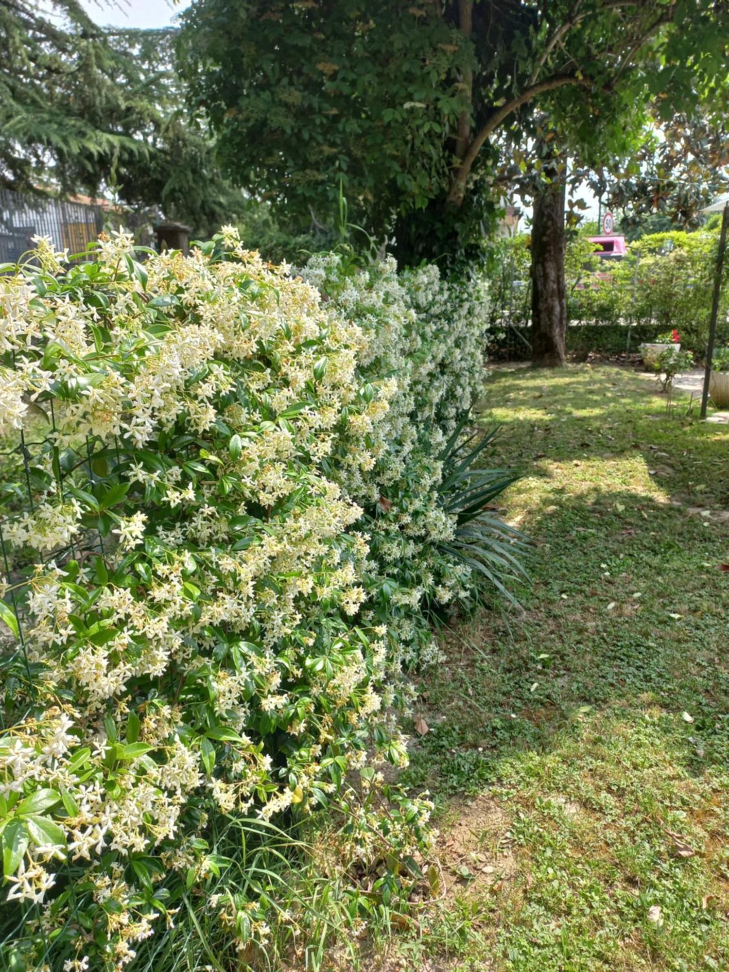 Appartamento Le Magnolie Mestre Dış mekan fotoğraf
