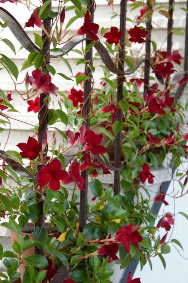 Appartamento Le Magnolie Mestre Dış mekan fotoğraf